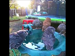 unexpected guests at the drinking bowl